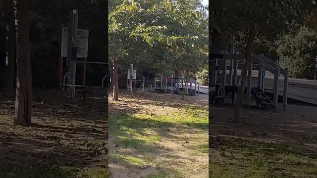 AVISPA ASIÁTICA En Un Parque  EN EL VALLES... INTERVENCIÓN FINAL DE OCTUBRE