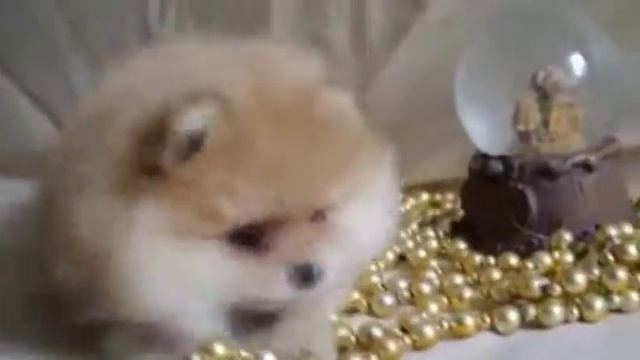 Little dog boo puppy girl for sale смотреть онлайн