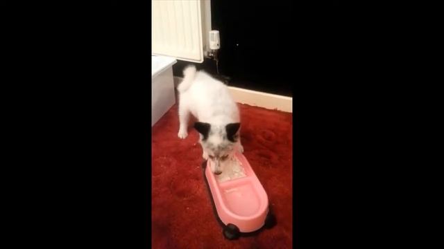 Вой собак|Howling Dogs