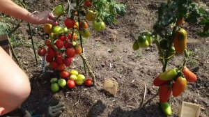 Грунтовые томаты, сезон 2022. Рассказ о сортах. Последние дни лета.