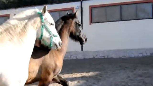 Красивая андалузская кобылка смотреть онлайн