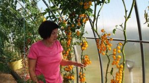 Обзор томатов в теплицах (часть 9). Сезон 2023. Роскошный урожай черри! Показываем лучшие сорта.