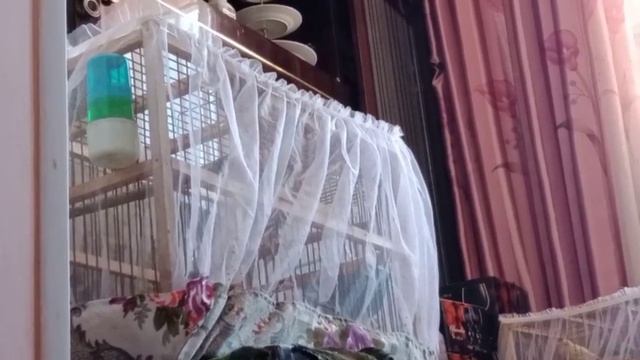 Мой щегол запел. Щегол пение. смотреть онлайн