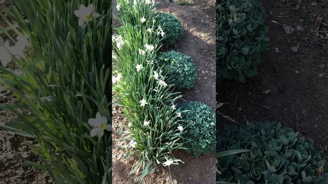 ОЧИТОК ВИДНЫЙ В ОТКРЫТОМ ГРУНТЕ. #клумбы #flowers #очиток смотреть онлайн