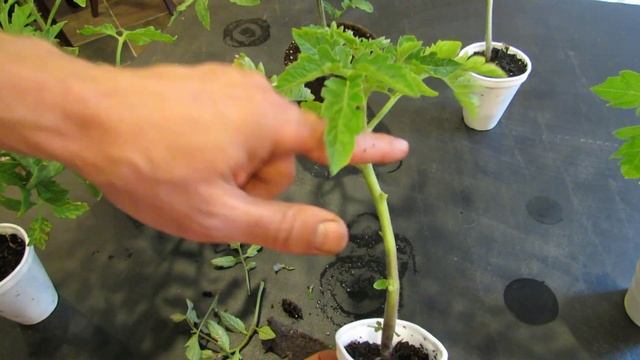 How to Create Double Stem Tomatoes: What are Double Production Stems? - The Rusted Garden 2013 смотреть онлайн