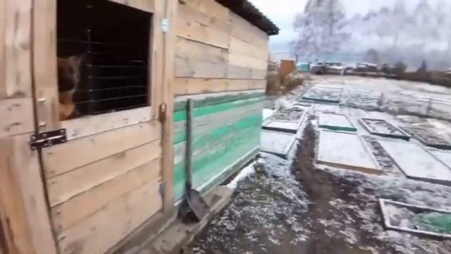Первый снег))) На прогулку собак по очереди... смотреть онлайн