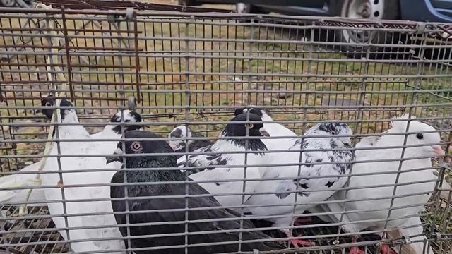 Голуби цены Птичий рынок г Пятигорск-ч2 смотреть онлайн