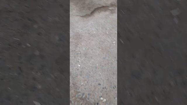 Миша и Барон#собакадругчеловека #artemida_pavel смотреть онлайн