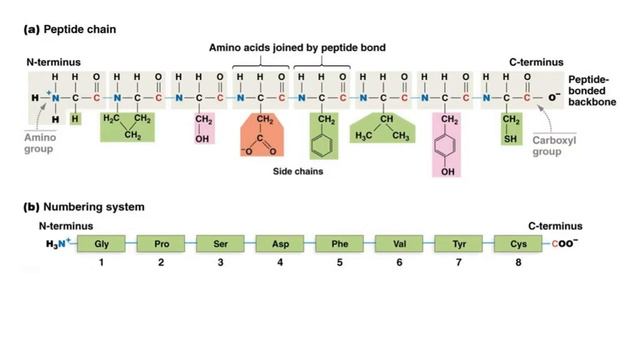 Amino acids Backbone Peptide Bond Formation смотреть онлайн
