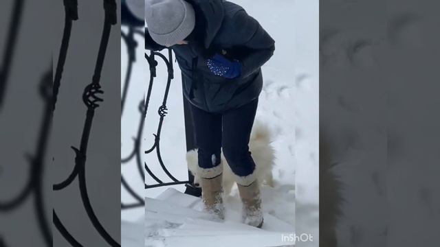 малыш Амур первые прогулки / baby's first walks #short #samoyed #walk смотреть онлайн