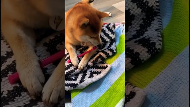 Как почистить зубы собаке? смотреть онлайн