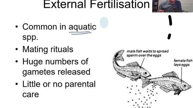 H#2 Internal Vs External Fertilisation смотреть онлайн