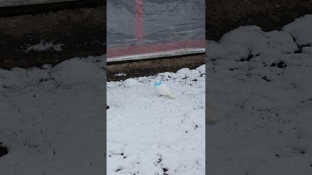 Он прилетел смотреть онлайн