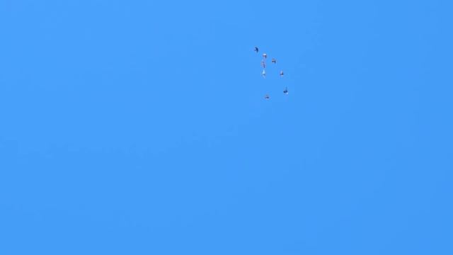 Самый умный и хитрый голубь в голубятне смотреть онлайн