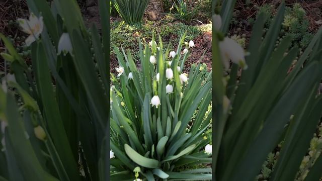 БЕЛОЦВЕТНИКИ В САДУ. #garden #клумбы #flowers #сад #цветы смотреть онлайн