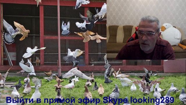 Ждём гостей на стрим смотреть онлайн