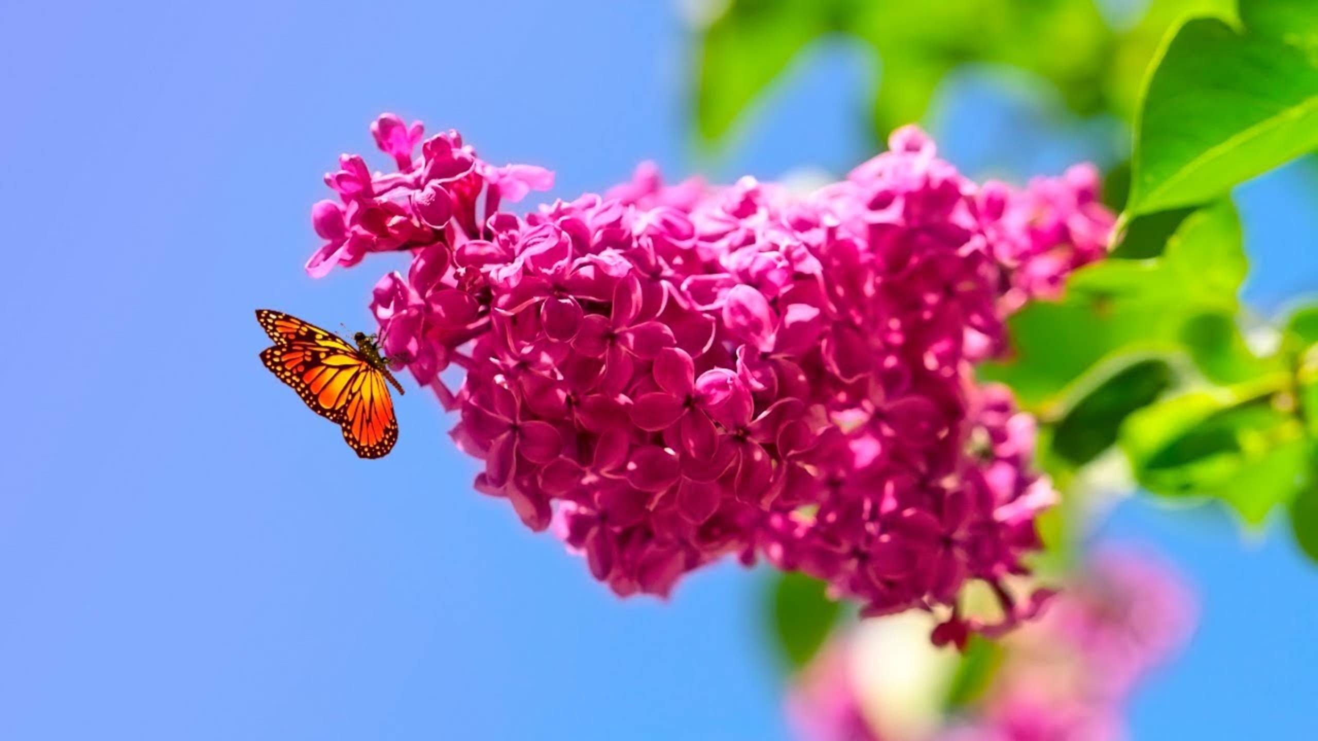 Сирень - Наталия Лансере - лирическая песня. Релакс. Альбом "Цветочки". Video relax. смотреть онлайн