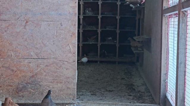 Голуби мороз и чужак смотреть онлайн