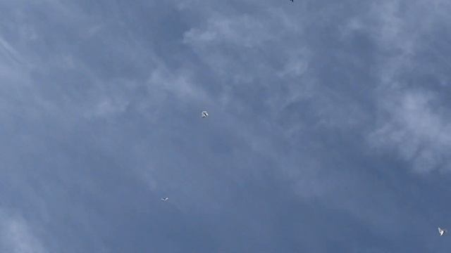 Тренировка молодых голубей! смотреть онлайн