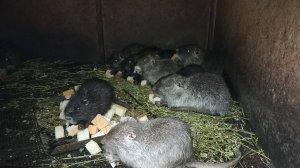 Утренняя управа у НУТРИЙ. 18.11.24.