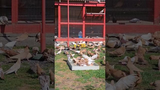 Голуби жарко +35 смотреть онлайн