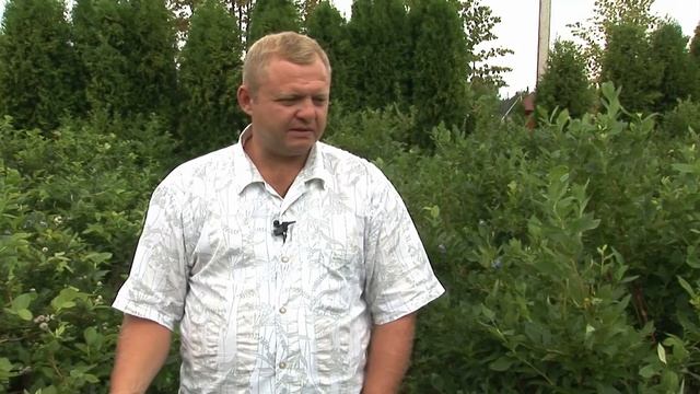 Голубика в Республике Беларусь
