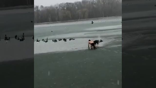В Ессентуках местный «морж» вытащил собаку из ледяной воды смотреть онлайн