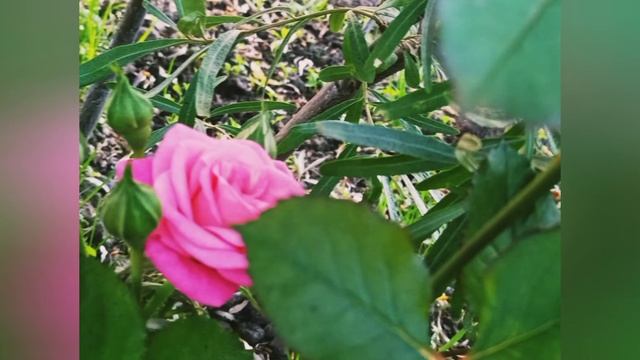 Цветочки смотреть онлайн