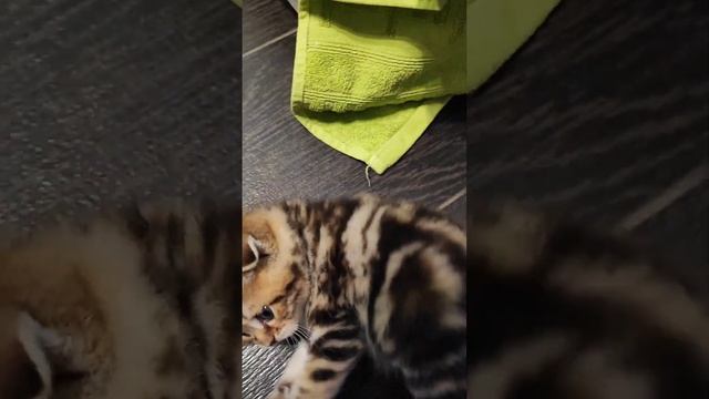 Пухленькое чудо🥰 смотреть онлайн