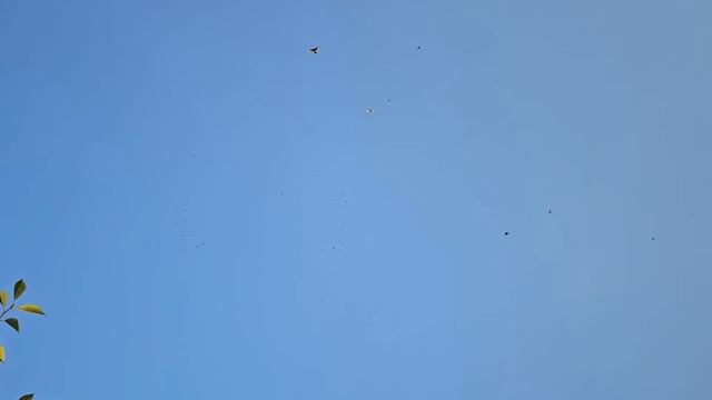 Буду гонять голубей смотреть онлайн