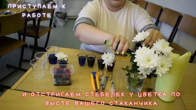 МК "Окрашивание цветов" МОУДО "ДЭБЦ" смотреть онлайн