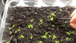 Пикирую  колокольчики в отдельные горшочки. Колокольчик средний чашечка с блюдцем. Часть 2.