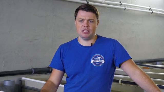 КАРПЫ КОИ - разведение в УЗВ. Новый эксперимент смотреть онлайн