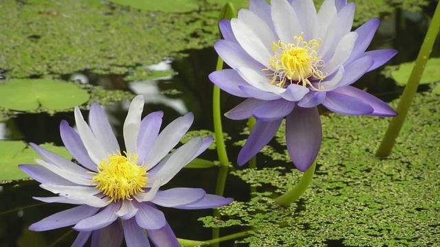 Guided Meditation: Cultivating a Forgiving Heart - Tara Brach [Radical Acceptance Playlist #6] смотреть онлайн