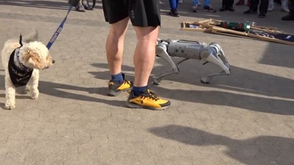 Unitree Go1 - Robot Dog attracts attention during the INVICTUS Games Düsseldorf 2023