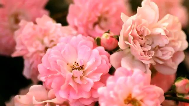 Слушать самую новую русскую песню с тв онлайн