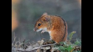 Детям о животных: Мыши