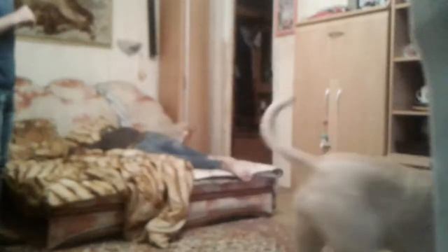 Собака Артем и Вова смотреть онлайн