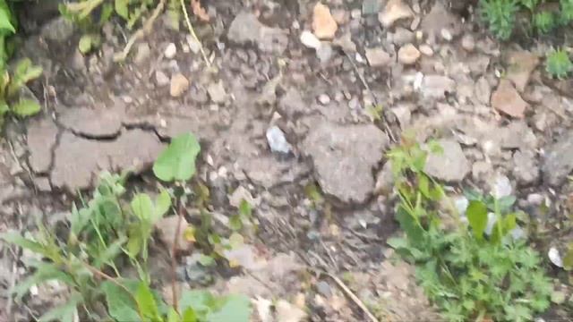 ЭД4М-0161 / ЭД2Т-0017 не снятый Котопёс на Ярославском направлении смотреть онлайн