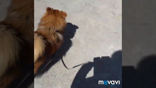 Прогулка с Симошей (Гуляем со шпицом)чит.опис. смотреть онлайн