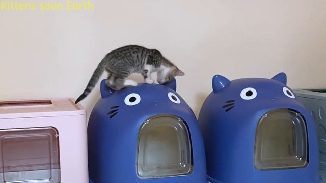 While the cat was taking a nap, the kitten was struggling with the toilet смотреть онлайн