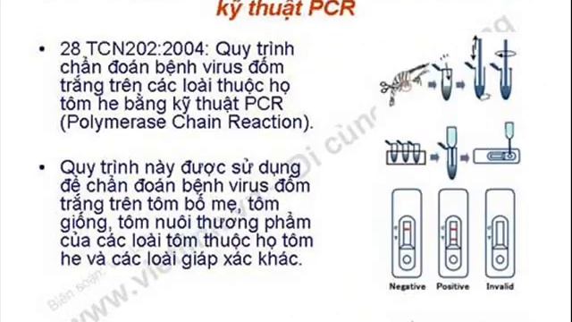 Bệnh đốm trắng (WSSV) - White Spot Disease смотреть онлайн