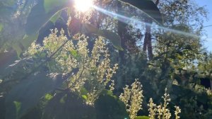 С. В. РАХМАНИНОВ -КОНЦЕРТ № 2 ( ЧАСТЬ 2)