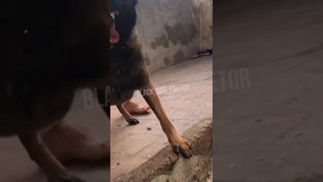 •Малинуа• #собаки #малинуа смотреть онлайн