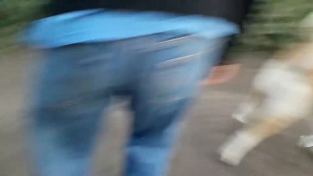 Собака открывает чипсы ногой смотреть онлайн