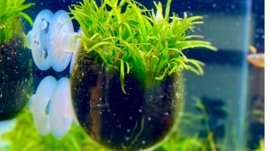 Приобрел стеклянные горшочки для аквариумных растений