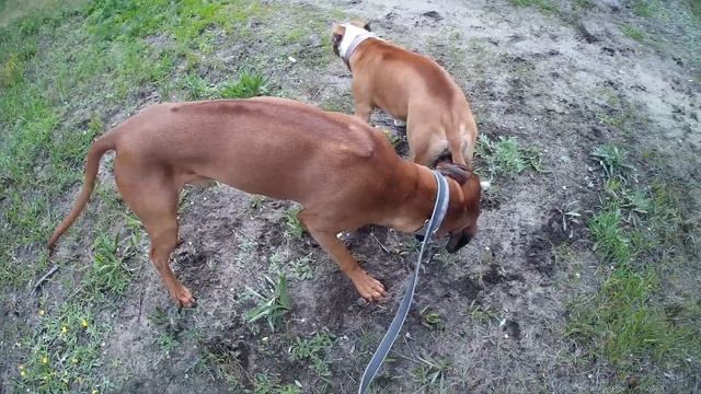 РИДЖБЕК И СТАФФОРД ИГРАЮТ смотреть онлайн