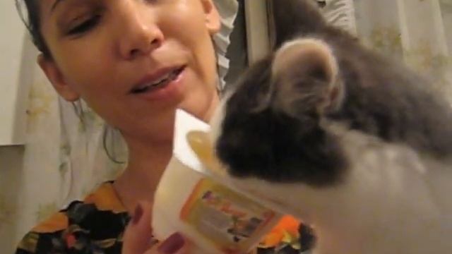 котик и йогурт смотреть онлайн