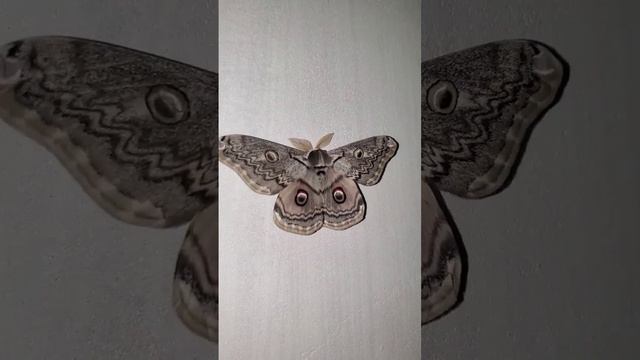 The Most Beautiful Insect | Parwana/Moth смотреть онлайн