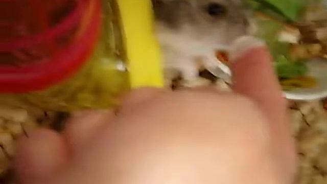 Хомяки облизывают палец))) смотреть онлайн